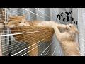 お兄ちゃんに遊んでもらいたくて仕方ない子猫が可愛い【ぽしゃっけ、】