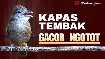 KATEM/KAPAS TEMBAK GACOR ISTIMEWA COCOK BUAT MASTERAN TEMBAKAN MURAI BATU, CUCAK IJO, CENDET