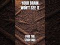 Your Brain Won’t See This Stick Bug | 95% Fail