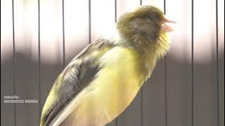 kenari isian lovebird ngekek ngerolll panjang !! mantebbbbb