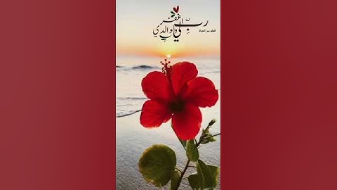 سورة نوح{رَبِّ اغْفِرْ لِي وَلِوَالِدَيَّ وَلِمَنْ دَخَلَ بَيْتِيَ مؤمنا}Surah Noohتلاوة هادئة#Quran