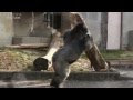 シャバーニが丸太ドーン Shabani Gorilla throw a log