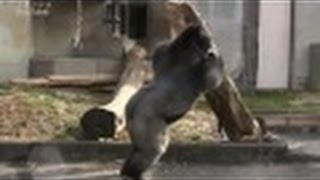 シャバーニが丸太ドーン Shabani Gorilla throw a log