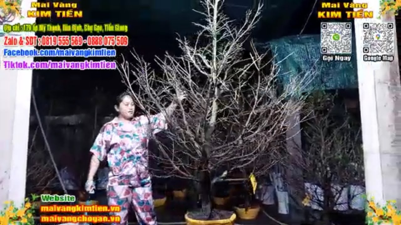 Phôi Mai Thủ Đức Giá Rẻ Bao Ship Bao Sống Toàn Quốc - Mai Vàng Kim Tiền Chợ Gạo