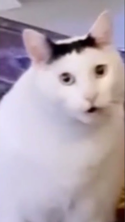 kucing bilang tolol ft(Dedy Corbuzier)