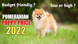 Pomeranian puppy price 2022🤑? / pomeranian price 😱 #shorts