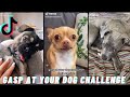 GASP AT YOUR DOG TIKTOK CHALLENGE 2021 COMPILATION | CUTE DOGS OF TIKTOK 2021 | LET&#39;S just TiKToK