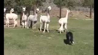 alpaca herding dogs