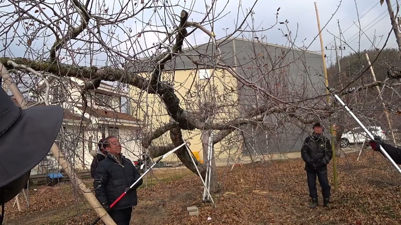 2025 01 22 일반대목 전정작업 컨설팅