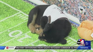 Best Friends Animal Society partners with Puppy Bowl for watch party