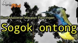 PANCINGAN KICAU BURUNG SOGOK ONTONG