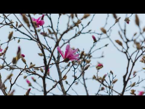 Delicate buds of exoticism: magnolias begin to bloom on Uspenskaya Square in Dnipro