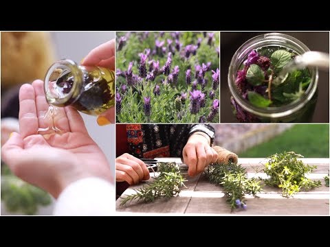 Video: Tea From Your Garden