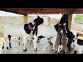 Worlds biggest goat pateri breed  documentary