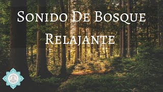 Sonido De Bosque De Noche Sonidos Bosque Nocturno Para Dormir 30 Minutos - Music Therapy