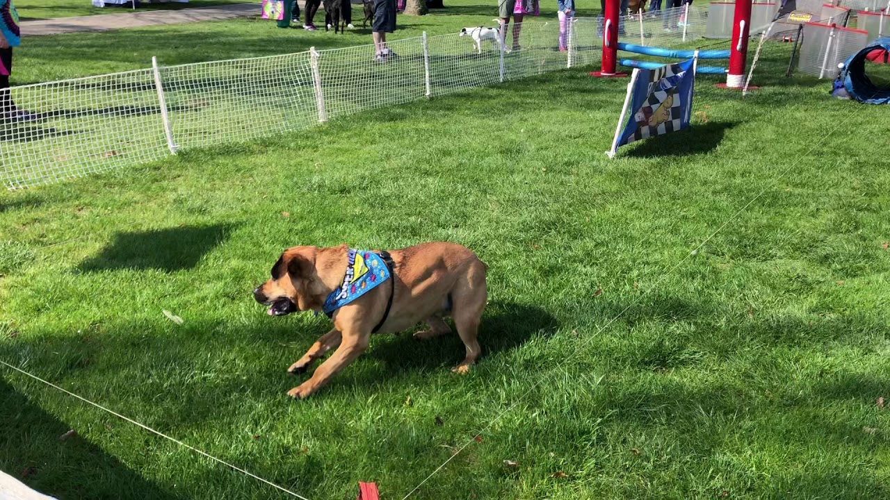 Walk for Paws Doggie Fun Zone YouTube