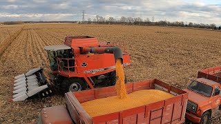 The Red Beast Killing It -1998 Massey Ferguson 8780 - Corn Harvesting - Washtenaw County - Harvest20