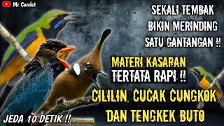 NGERIII..!!MATERI KASARAN TEMBAKAN CILILIN, CUCAK CUNGKOK, DAN TENGKEK BUTO !!