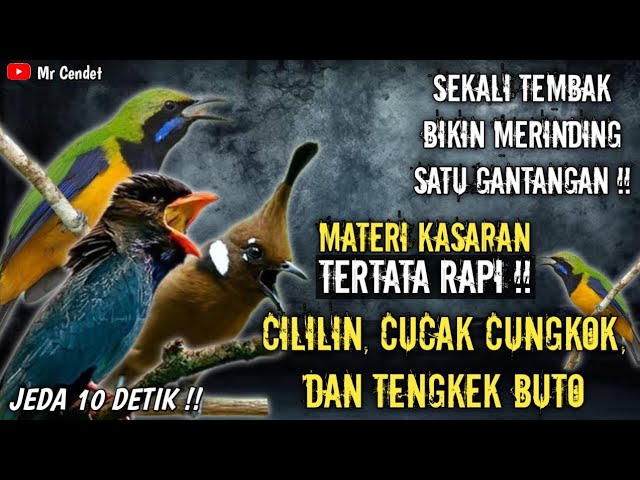 NGERIII..!!MATERI KASARAN TEMBAKAN CILILIN, CUCAK CUNGKOK, DAN TENGKEK BUTO !! class=