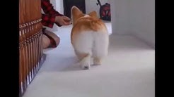 泣ける 笑える 犬猫動画press Youtube
