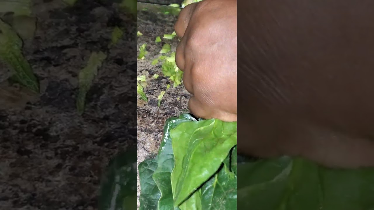 Nettoyage et Conservation D'épinards |Dans Les Casseroles De Mémé