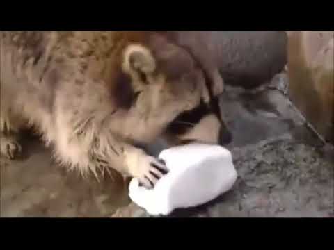 racoon-gets-sad-when-his-cotton-candy-dissolves-in-water