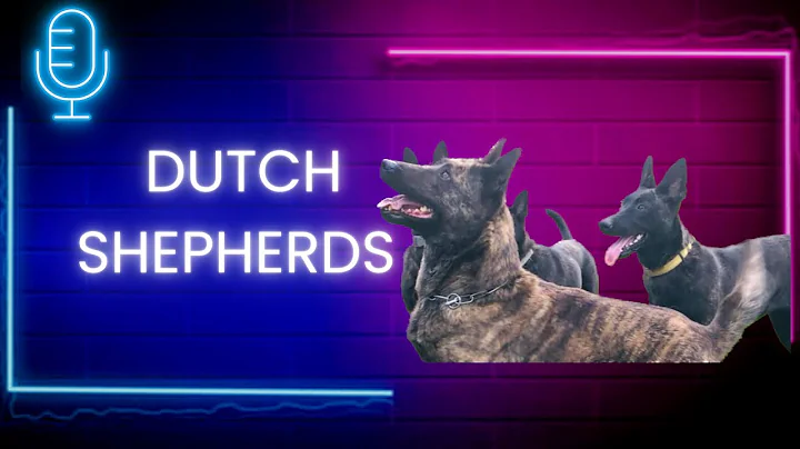 Breeder Profile 009: Dutch Shepherds - Jennifer & ...