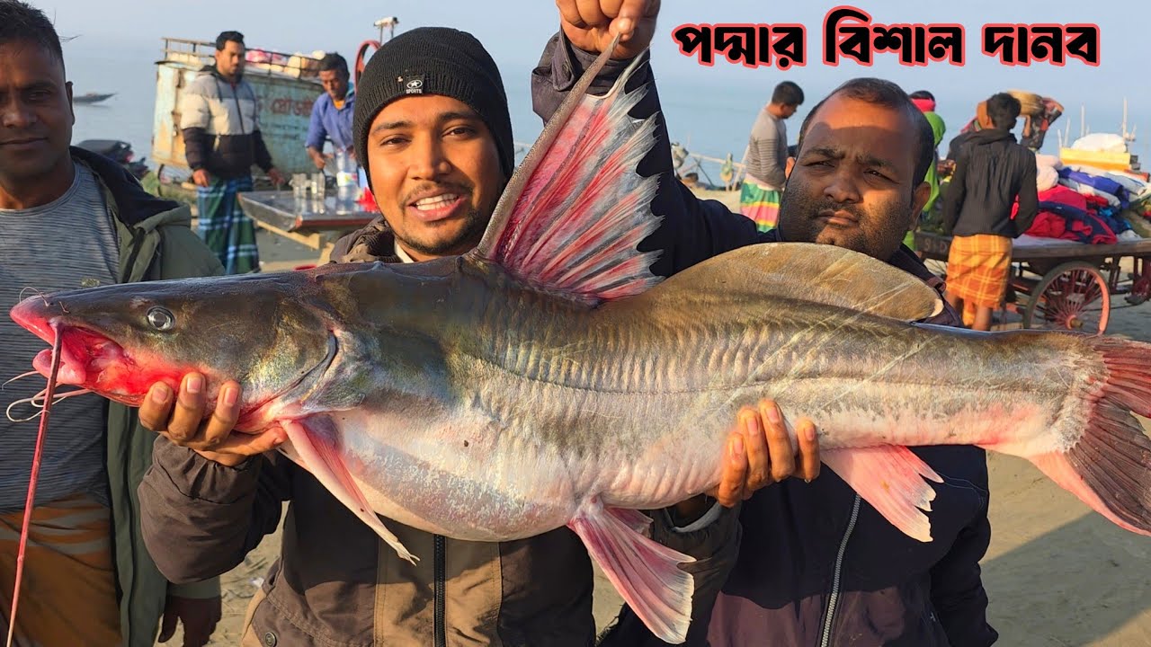 পদ্মার বিশাল মাছ কিনতে গিয়ে টাকার কাছে ব্যর্থ হলাম 🥹 নারীশা আড়ৎ | Big padma fish | Doharfish