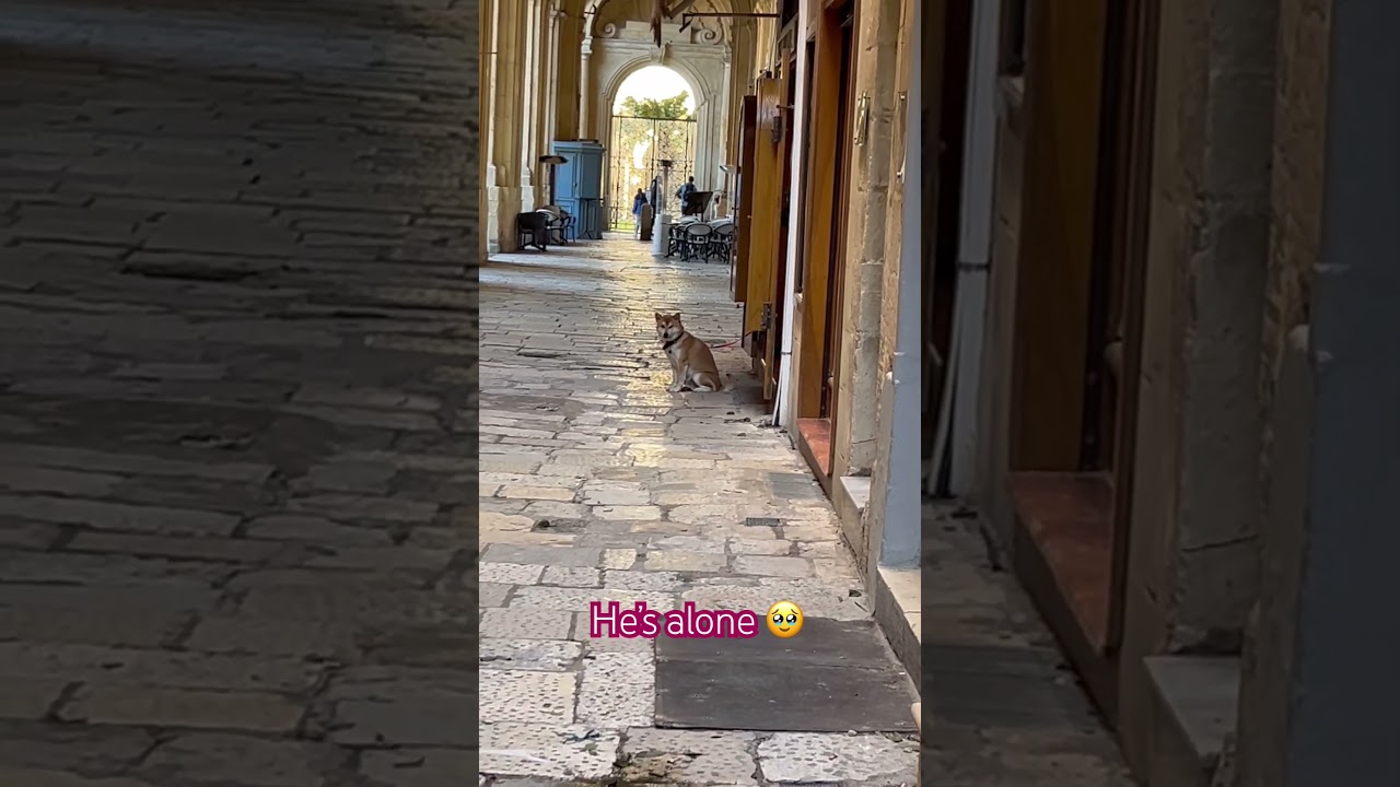 #music #rap #love #dog