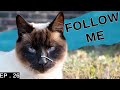 A day in the life of a Siamese cat