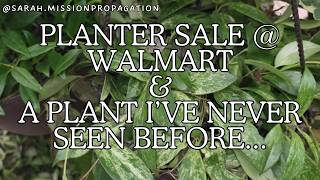 Planter Sale At Walmart & A Plant I've Never Seen Before