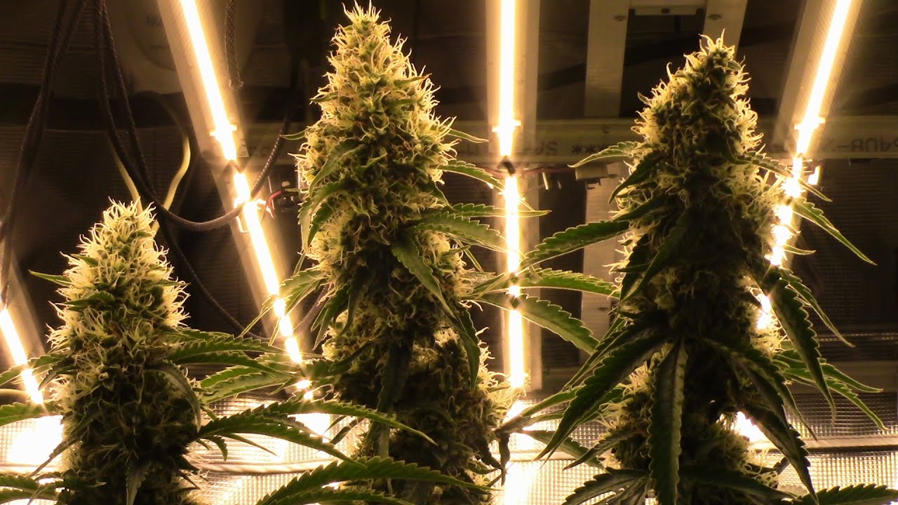 S15:E7 Autoflower cannabis grow update, Dr. Krippling, and Heavyweight Seeds.