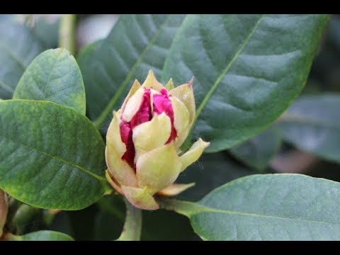 Video: Rododendron țepos