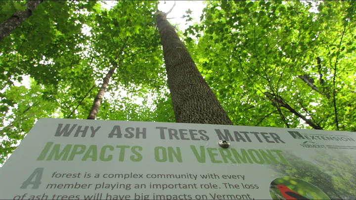 Virtual EAB Nature Walk at Tracy Woods