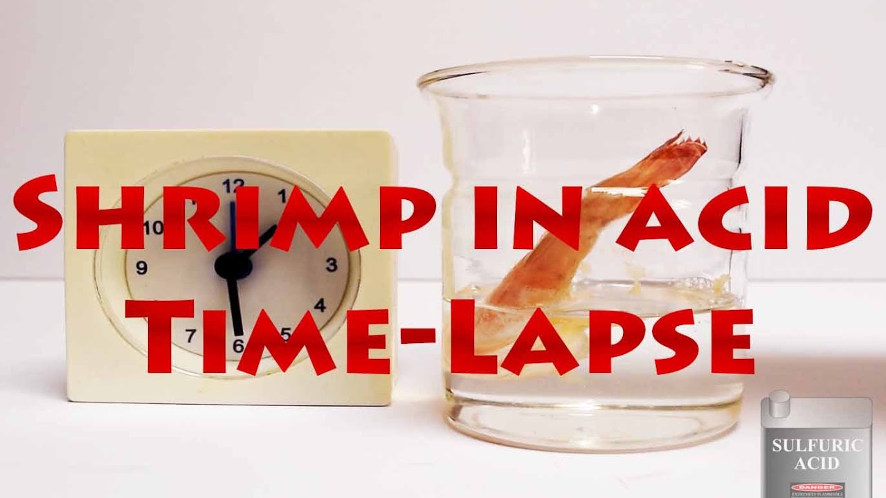 Shrimp VS Sulfuric Acid TimeLapse April 2017 1 YouTube