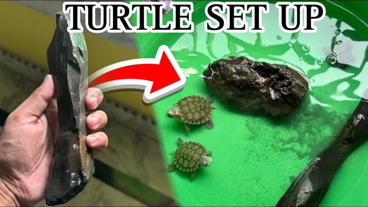 BUYING a BUNCH of EXOTIC TURTLES | (NO DIY) TURTLE TANK SETUP! - EASY ...