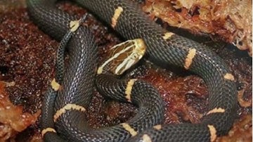 Rắn lục đầu bạc là con gì