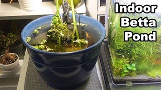 Indoor Betta Pond Planter Pot