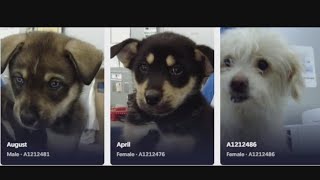 112 animals dropped at Dallas Animal Services shelter in a single day