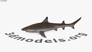 Reef Shark 3D model by 3DModels.org