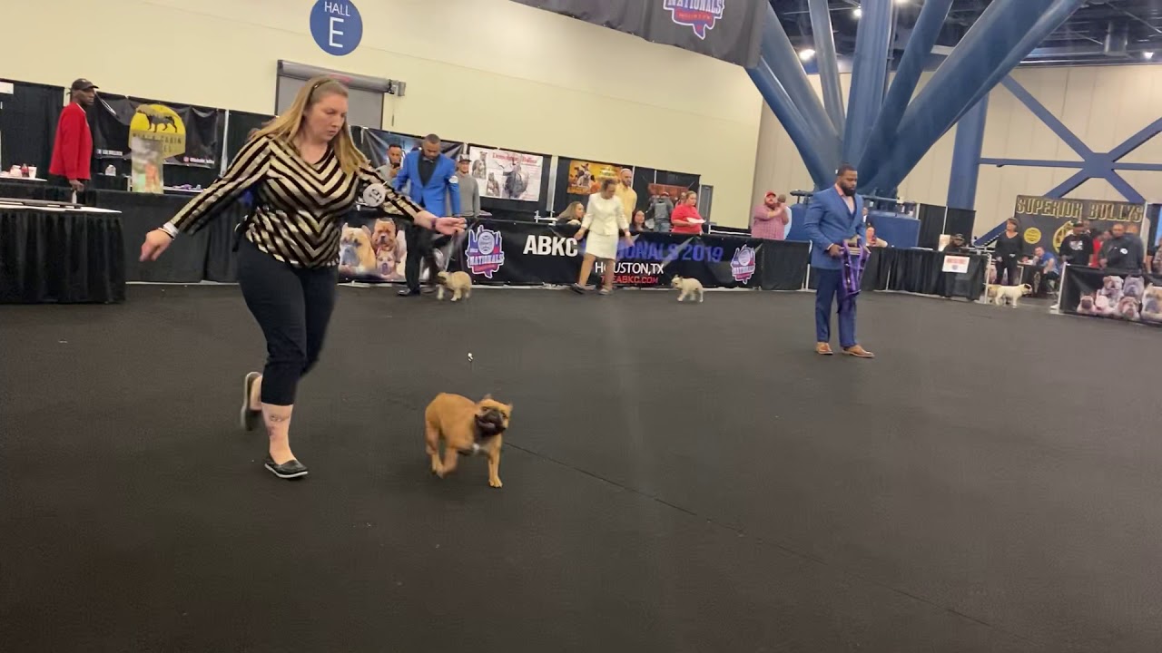 ABKC Nationals Grand champion French bulldogs