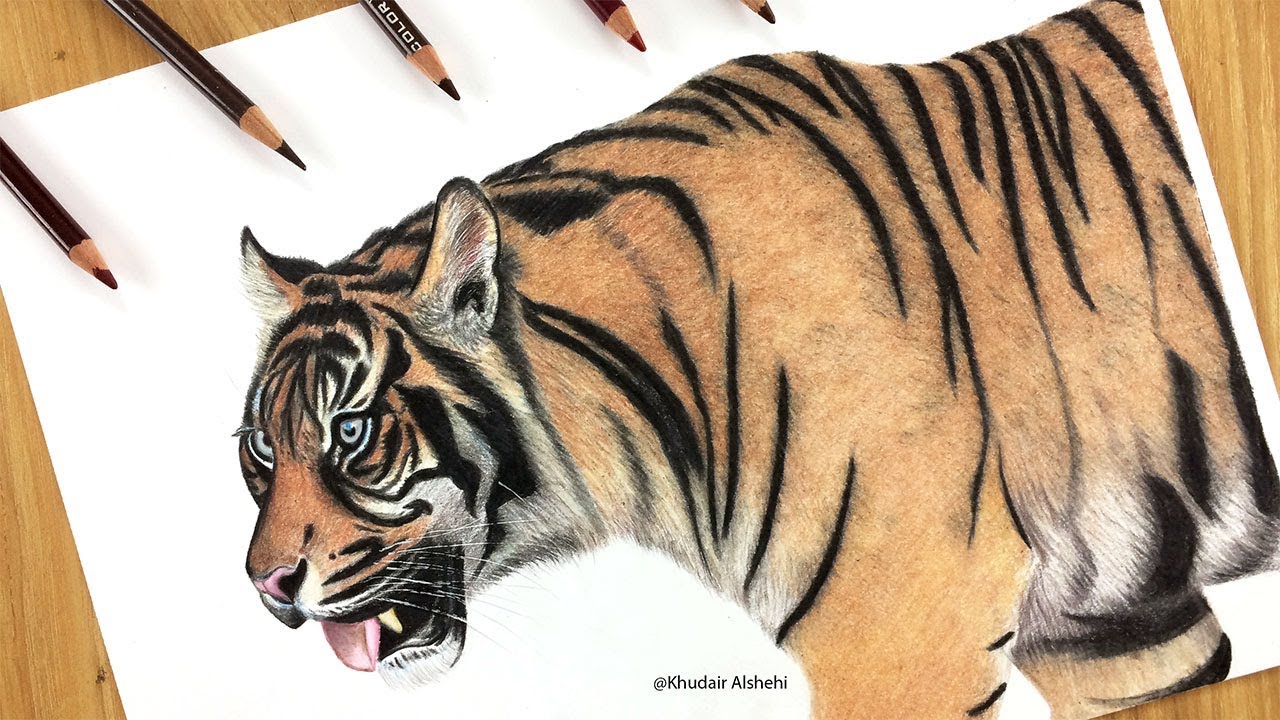 كيفية رسم النمر بالالوان الخشبية - How to draw a tiger in wooden colors