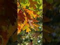 Beautiful White Oak Leaves   #shorts #fyp #tree