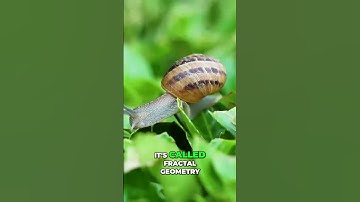 Fractals Explained: The Geometry of Nature (Trees, Snails & More!) #shorts