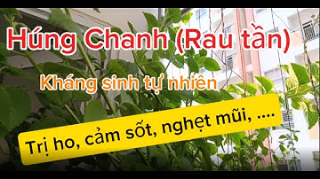 Cây Húng Chanh - Kháng Sinh Tự Nhiên từ Vườn Nhà