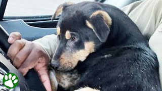 Kind man picks up abandoned puppy in desert