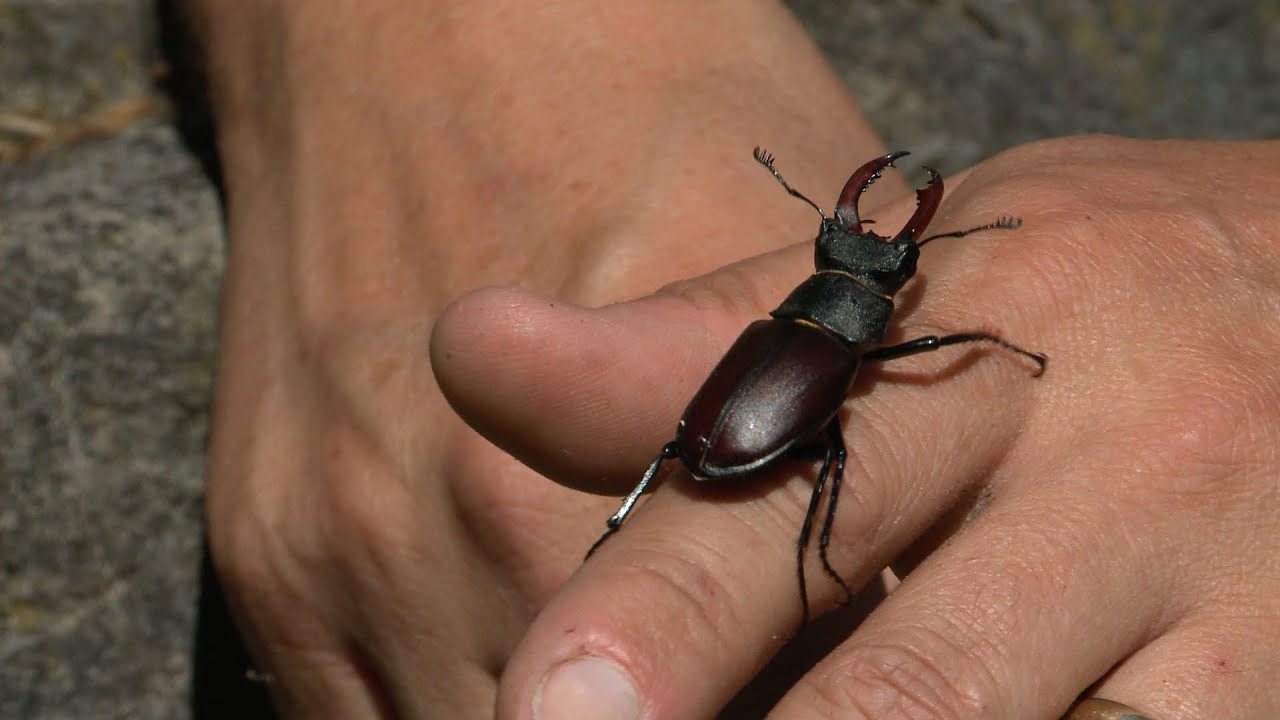 Two beetles, one spider | Natural History Museum