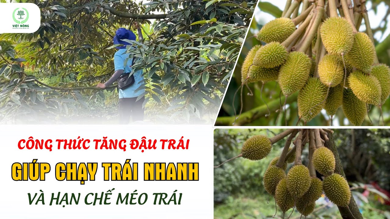 VIỆT NÔNG | CÔNG THỨC TĂNG ĐẬU TRÁI – CHẠY TRÁI NHANH – HẠN CHẾ MÉO TRÁI #saurieng #việtnông