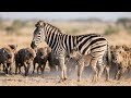 Mother Zebra Loses Her Calf And Herself Against Hyenas