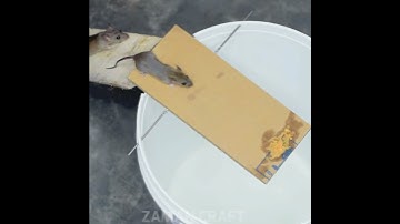 Best Mouse Trap Bucket #shorts #mousetrap #rattrap #bestmousetrap